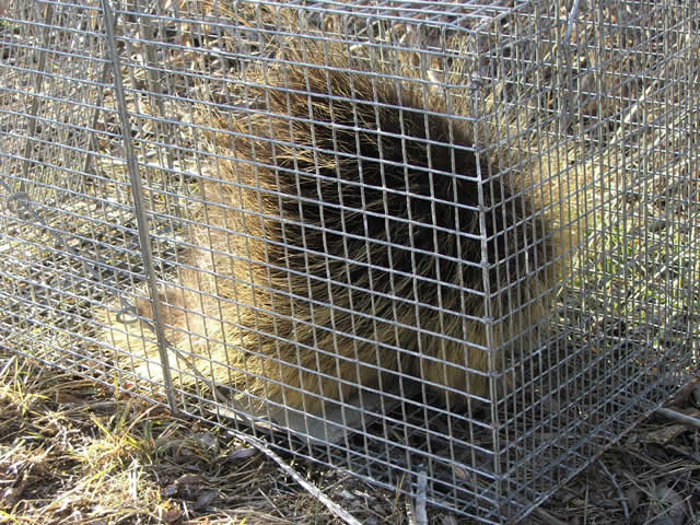 trapping porcupines